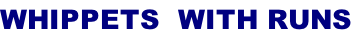 WHIPPETS  WITH RUNS